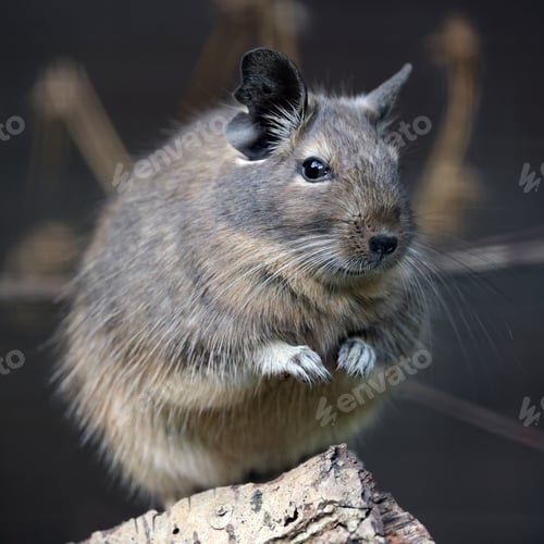 Preview: Close up portrait of common degu (octodon degus)
