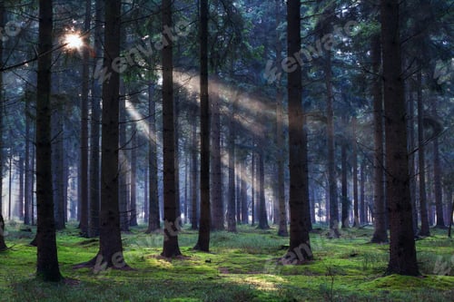 Preview: sunbeams in coniferous forest
