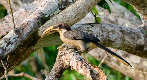 Preview: Sri Lanka grey hornbill perch on a mango tree branch in Hiyare reservoir close-up