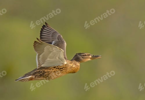 Preview: Wild Duck. Mallard (Anas Platyrhynchos) in Flight. Bird in Flight.