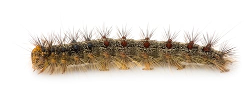 Preview: Gypsy moth caterpillar - Lymantria dispar