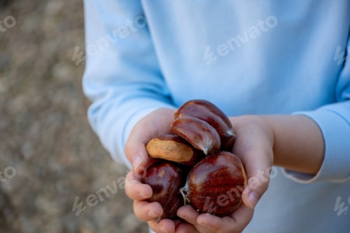 Preview: Kid holding in hands bunch of sweet chestnuts without shells. Castanea sativa. Edible chestnuts