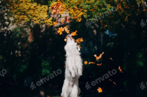 Preview: White Swiss Shepherd Dog outdoor portrait. Dog in colorful leaves in nature. Maple leaves. Fall seas
