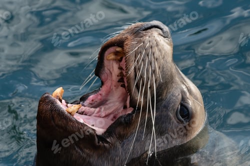 Preview: Portrait of Swims Wild Northern Sea Lion with Wide Open Mouth and Teeth Fangs