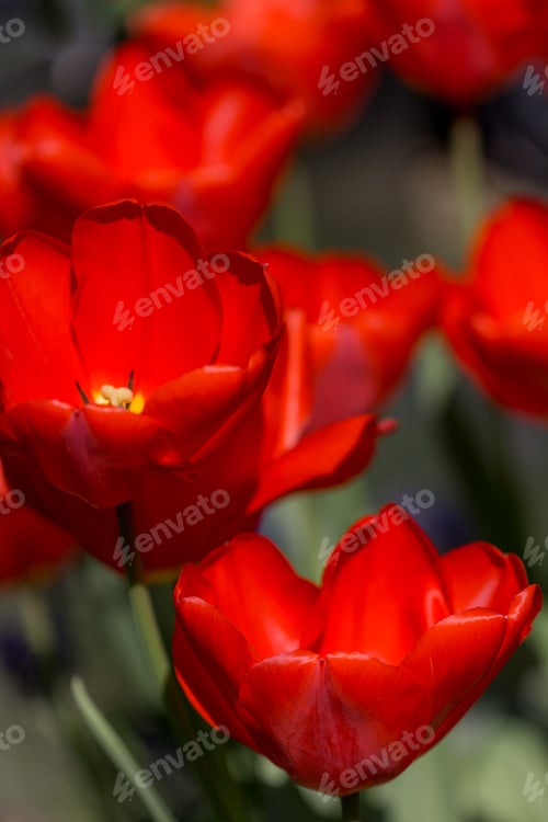 Preview: Red Tulips (*Nominated*)