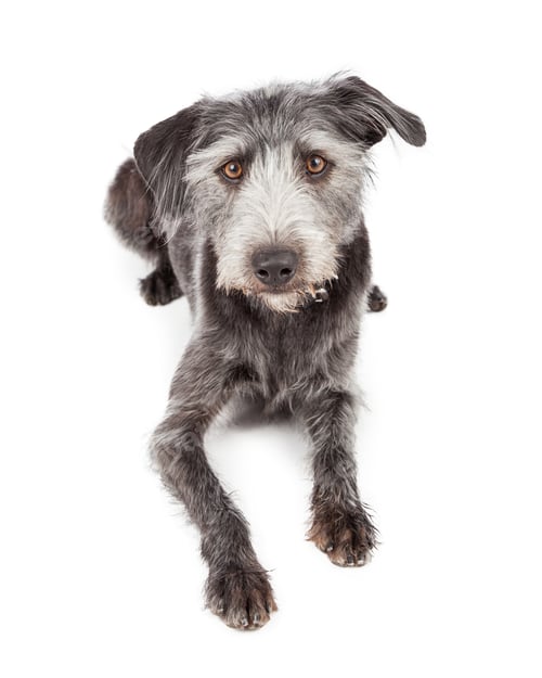 Preview: Mixed Terrier Breed Dog Laying Looking Forward
