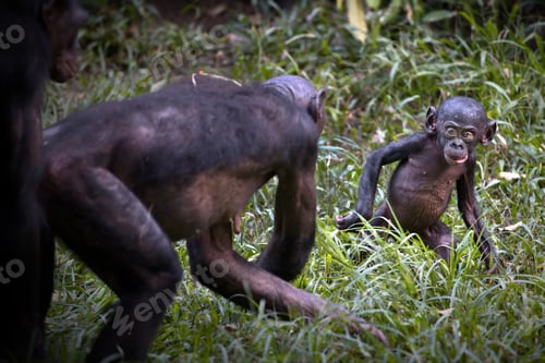 Preview: Mother bonobo monkey playing with her baby in the Democratic Republic of the Congo