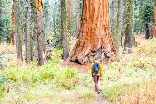 Preview: Tourist With Backpack Hiking In Sequoia National Park. California, United States.
