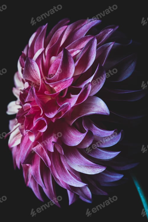 Elegant Dahlia Flower in Shades of Pink and Purple