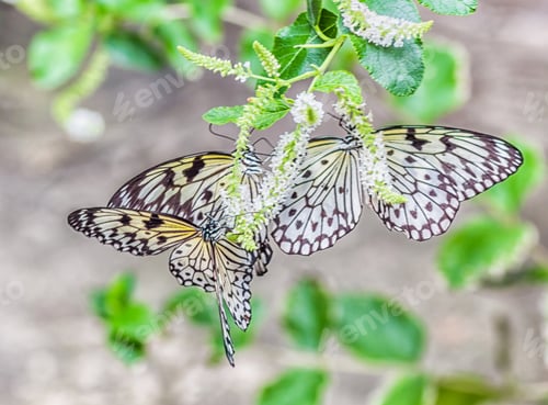 Preview: Paper Kite Butterflies Gathering on Blooming Flowers
