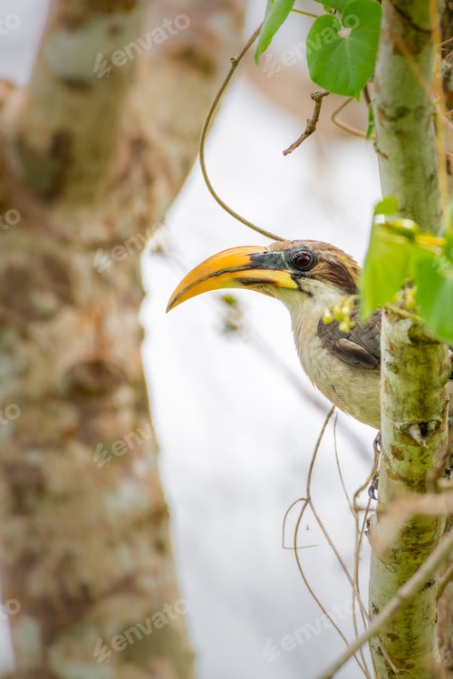 Preview: Beautiful Sri Lanka grey hornbill bird close-up shot,