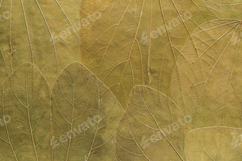Preview: The Abstract Textured Background A Collage From Big Pure Leaves