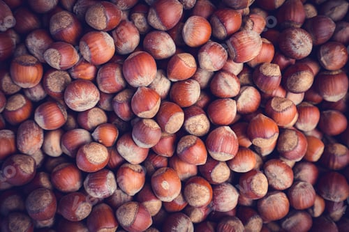 Preview: Full frame of Hazelnuts. Corylus-avellana
