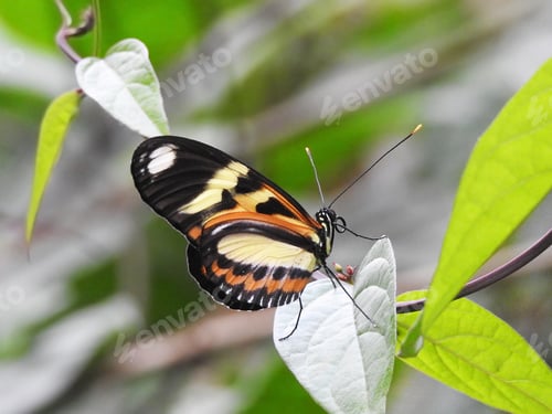 Preview: Colorful butterfly