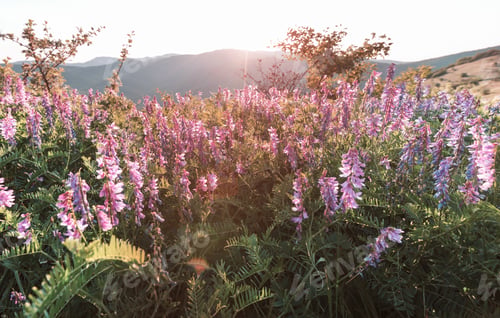 Preview: Wildflowers