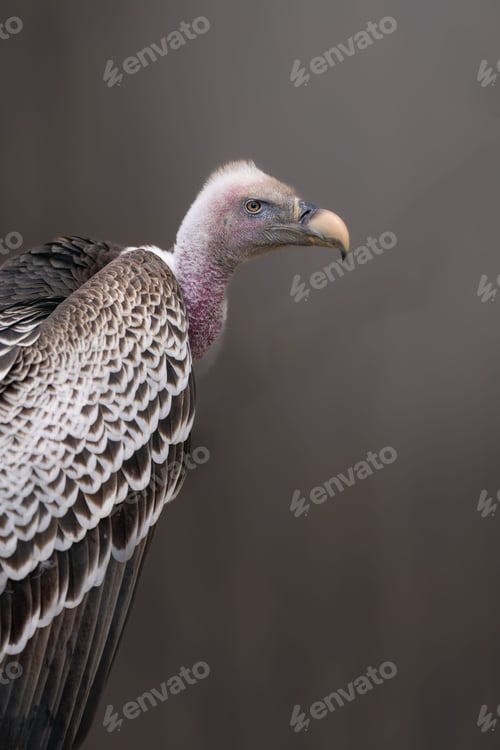 Preview: African vulture (Gyps rueppellii) perched on a tree