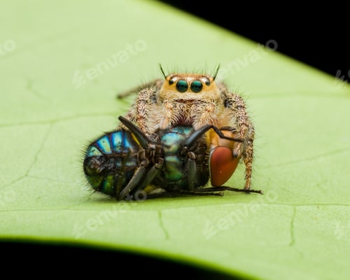 Preview: Jumping Spider Captures Colorful Fly on Green Leaf