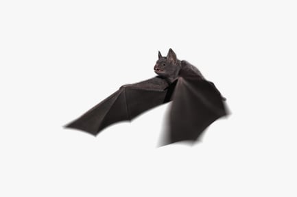 Preview: Animated Common Vampire Bat