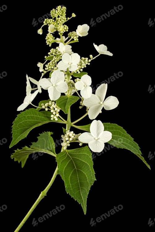 Preview: Inflorescence of hydrangea, isolated on black background