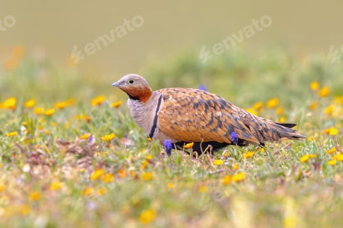 Preview: Black Bellied Sandgrouse between Flowers