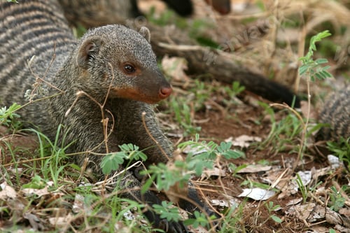 Preview: Banded Mongoose - Tanzania, Africa
