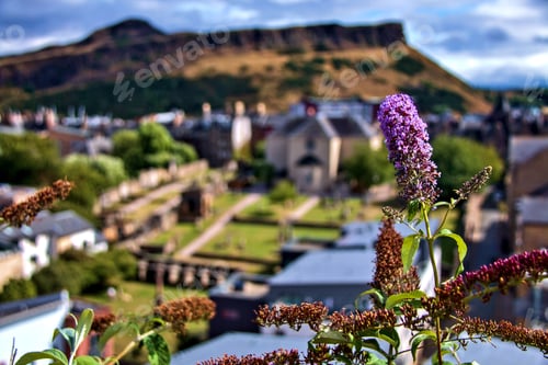 Preview: Closeup shot of the flowers on the background of Edinburgh