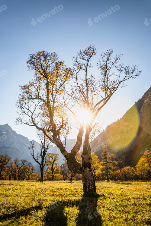 Preview: Sunlight through ancient maple trees, Karwendel region, Hinterriss, Tirol, Austria
