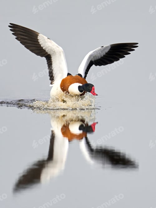 Preview: Common shelduck (Tadorna tadorna)