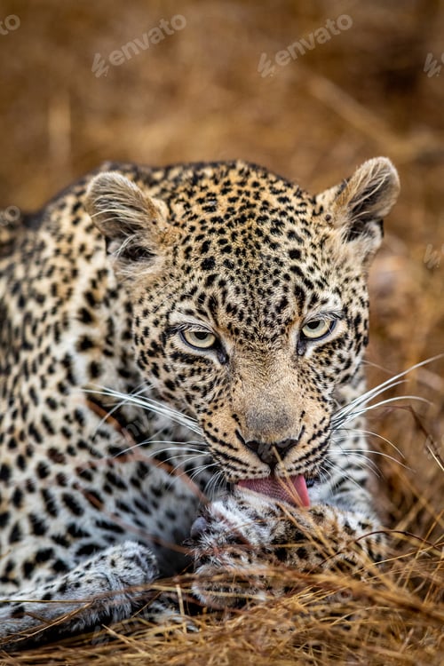 Preview: Close up of a female Leopard in the Kruger.