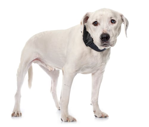 Preview: old american staffordshire terrier