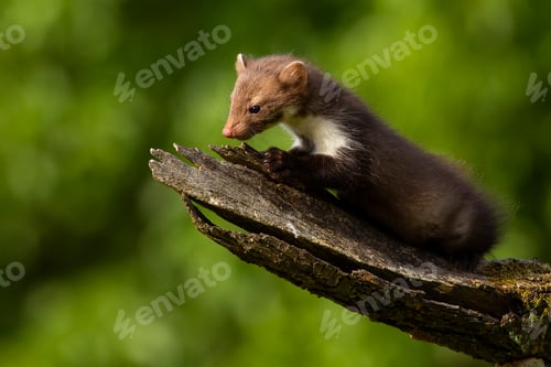 Preview: Cute young beech marten exploring summer forest on a sunny day