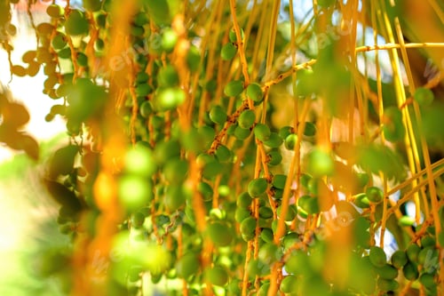 Preview: Palm trees with unripe dates on the branches