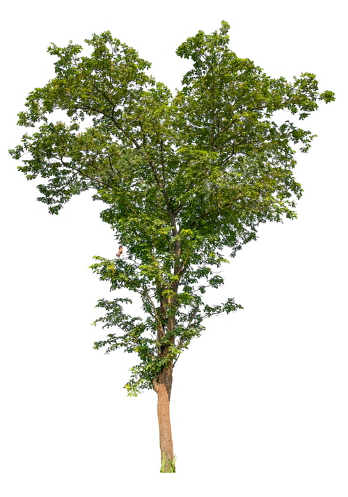 Preview: isolated tree on white background with clipping path