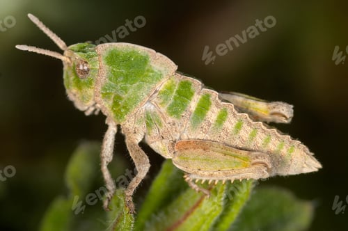 Preview: Grasshopper