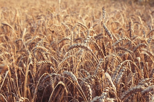 Preview: Wheat field. Ears of golden wheat close up. Beautiful Nature Sunset Landscape.