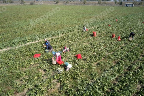 Preview: Workers on agricultural field in summer season.