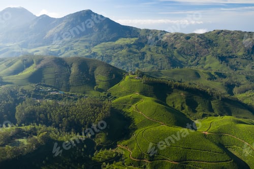 Preview: Beautiful tea plantation landscape in the morning.