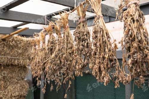 Preview: Dried plant bundles hanging in rustic outdoor shed structure