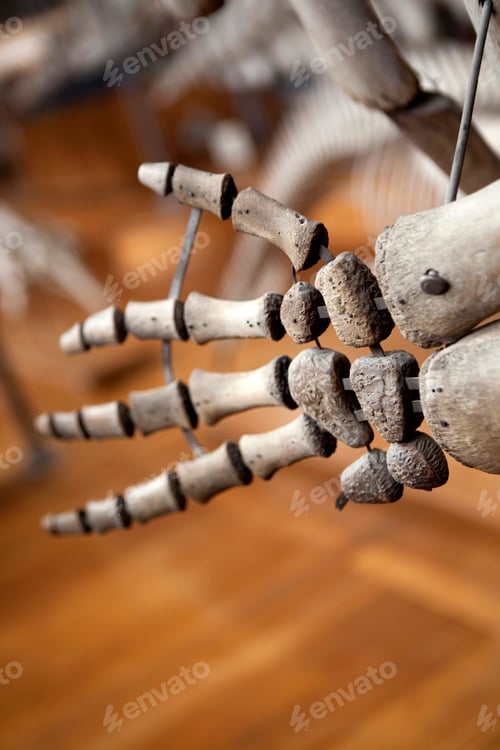 Preview: Skeleton
