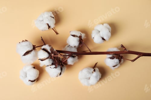 Preview: Cotton plant branch on beige background, top view