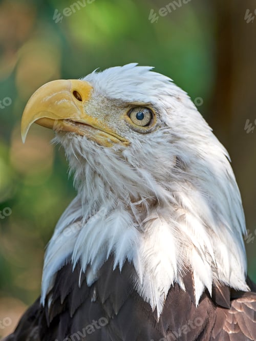 Preview: Bald eagle (Haliaeetus leucocephalus)