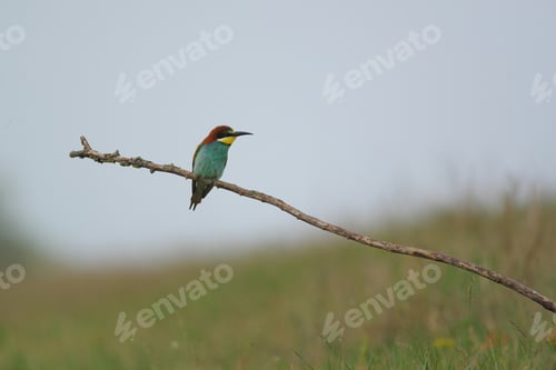 Preview: European Bee-Eater - Merops Apiaster on a branch