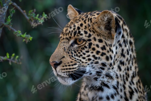 Preview: Close-up of a leopard cub with a focused gaze against a blurred green background. Laikipia, Kenya