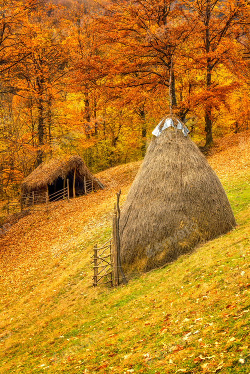 Preview: Autumn forest