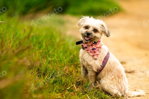 Preview: Happy little dog sitting outdoors looking at camera