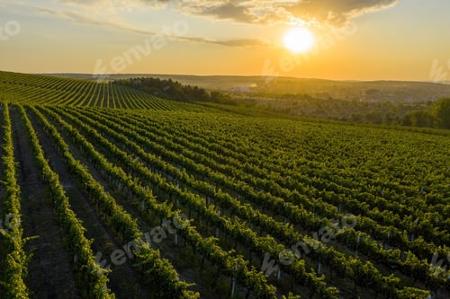 Preview: Beautiful sunset over green hills with cultivated vines, Cricova, Moldova