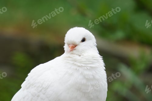 Preview: Selective focus shot of a white dove in the nature
