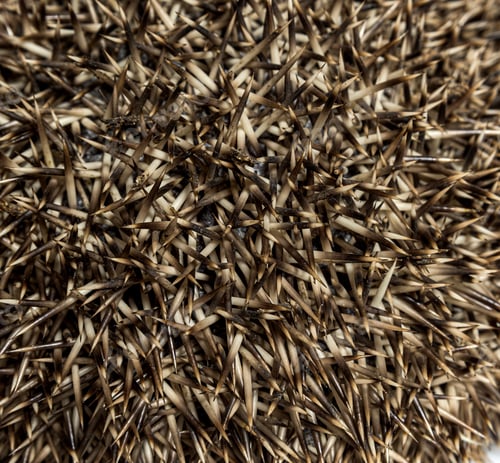Preview: close-up on the needles of a Common European hedgehog