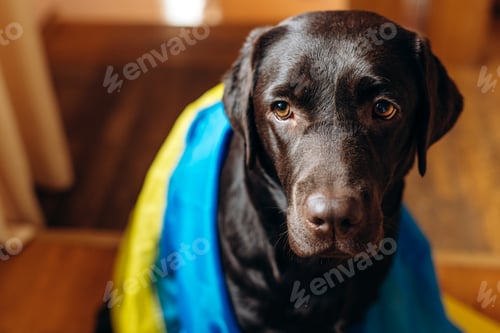 Preview: Brown Labrador breed dog covers Ukrainian blue and yellow flags need support