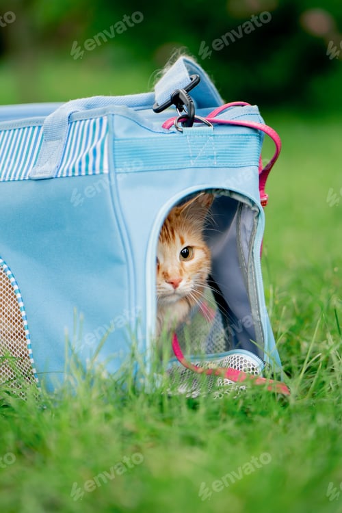 Preview: close-up in the summer in a park on green meadow, a red fluffy cat sits on a pink leash near a soft